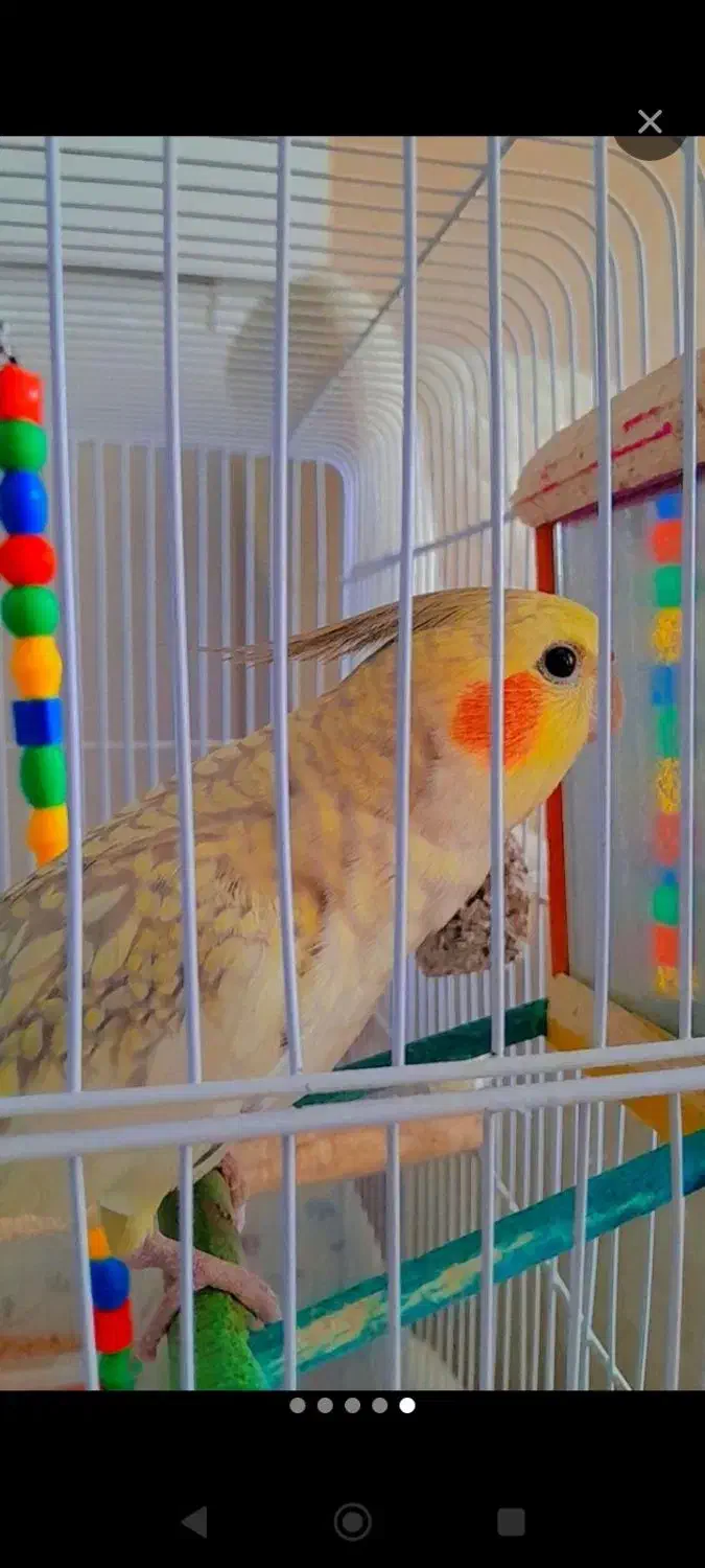 عروس هلندی|پرنده|تربتحیدریه, بالا ولایت|دیوار