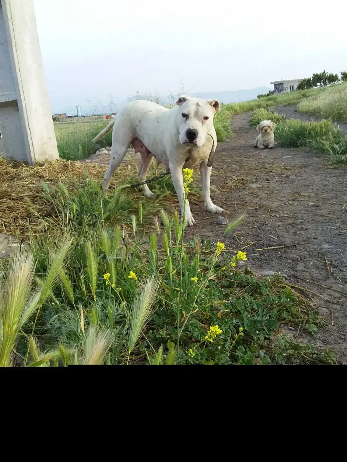 داگو آرژانتین|سگ|ارشق, |دیوار