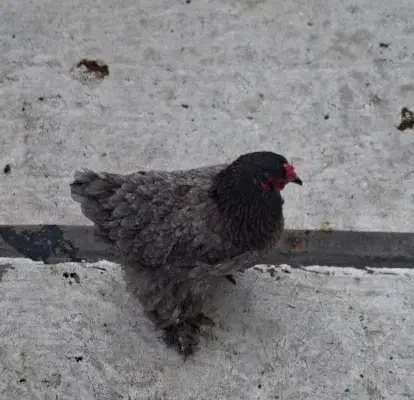 مرغ برهما|حیوانات مزرعه|قم, حمام تالار|دیوار