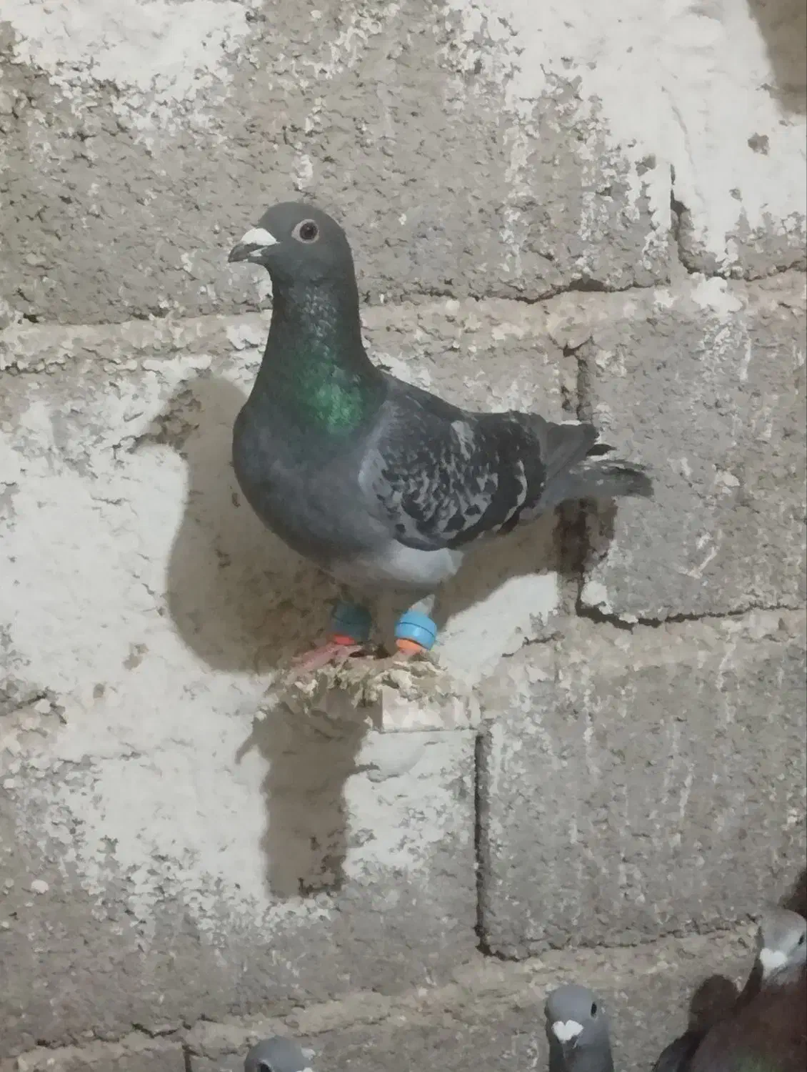 کفتر پولک نر|حیوانات|گناباد, |دیوار