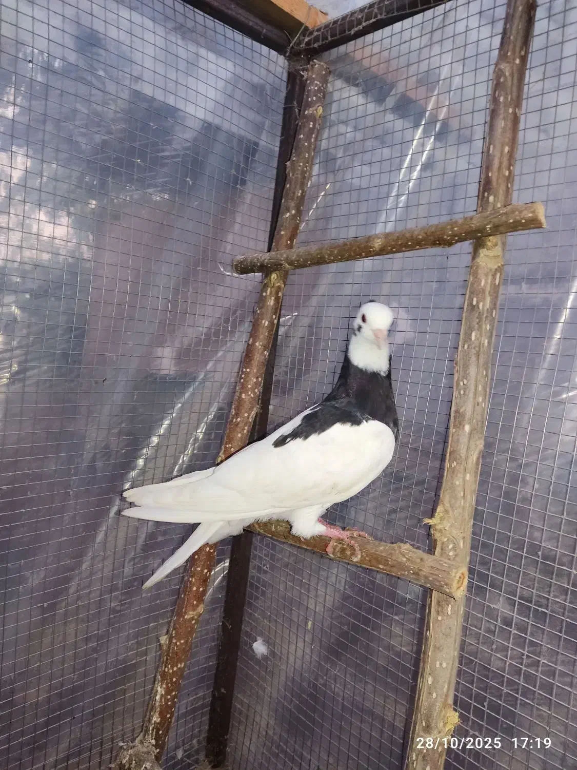 کبوتر طوقی|پرنده|آستانه اشرفیه, |دیوار