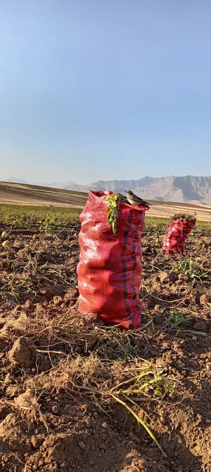 سیب زمینی تازه|حراج|خاوه, |دیوار