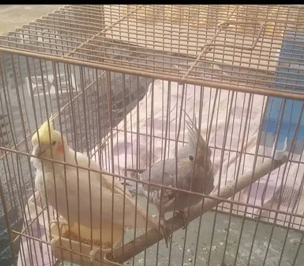 پرندگان|پرنده|تهران, حصار بوعلی|دیوار