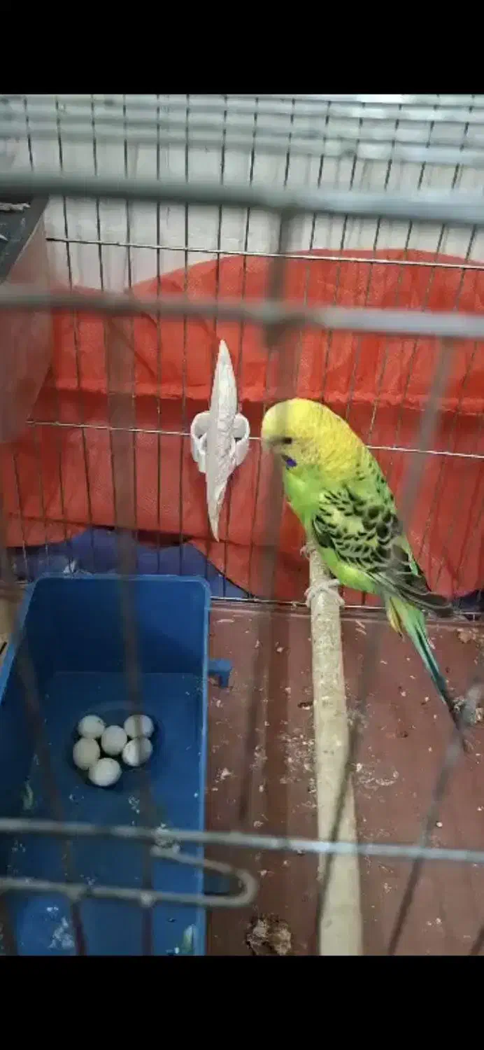 مرغ عشق با تخم|پرنده|یزد, |دیوار