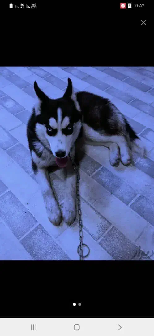 حیوان خونگی|سگ|اردکان, |دیوار