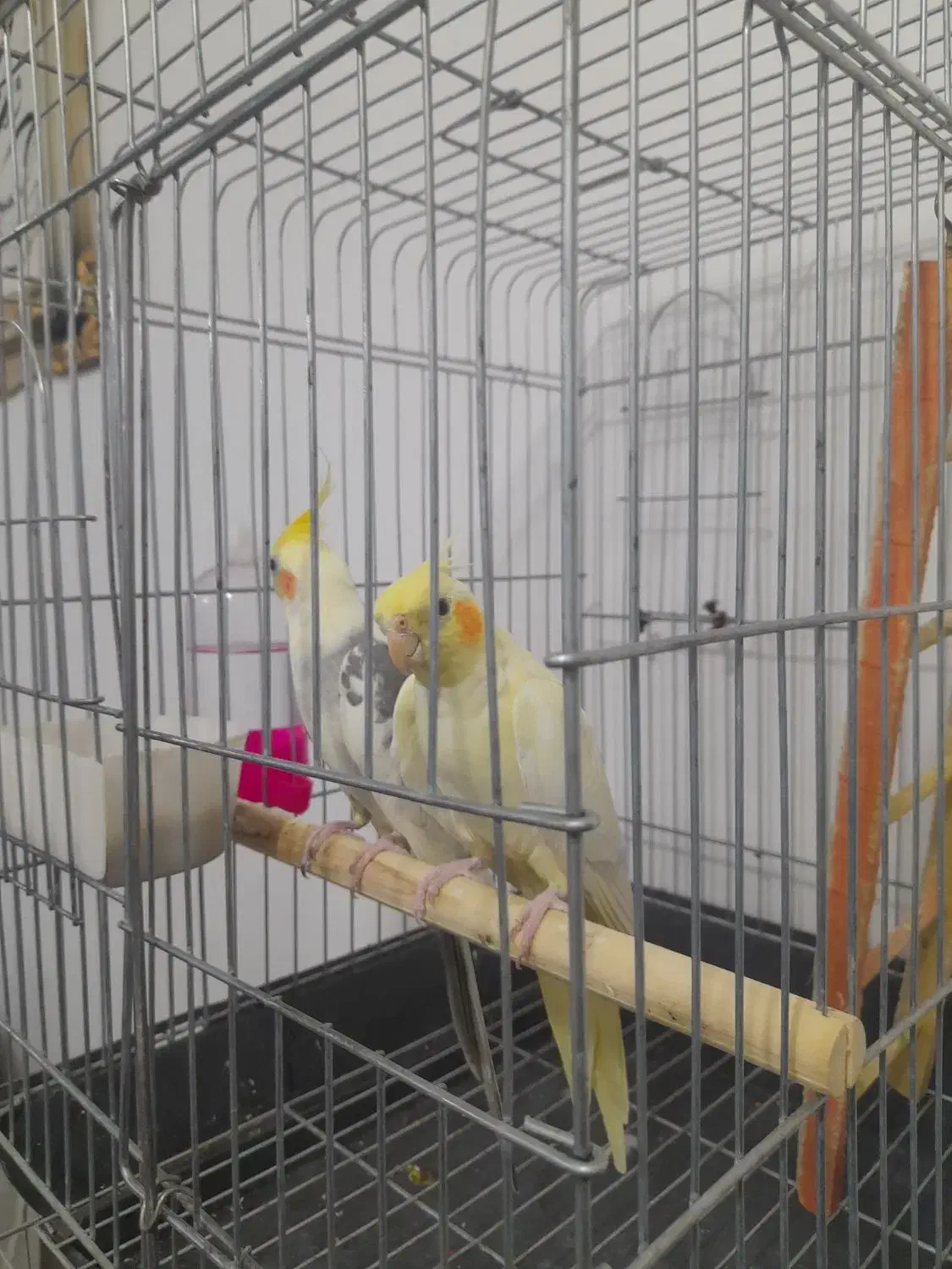 عروس هلندی|پرنده|ایوان, |دیوار