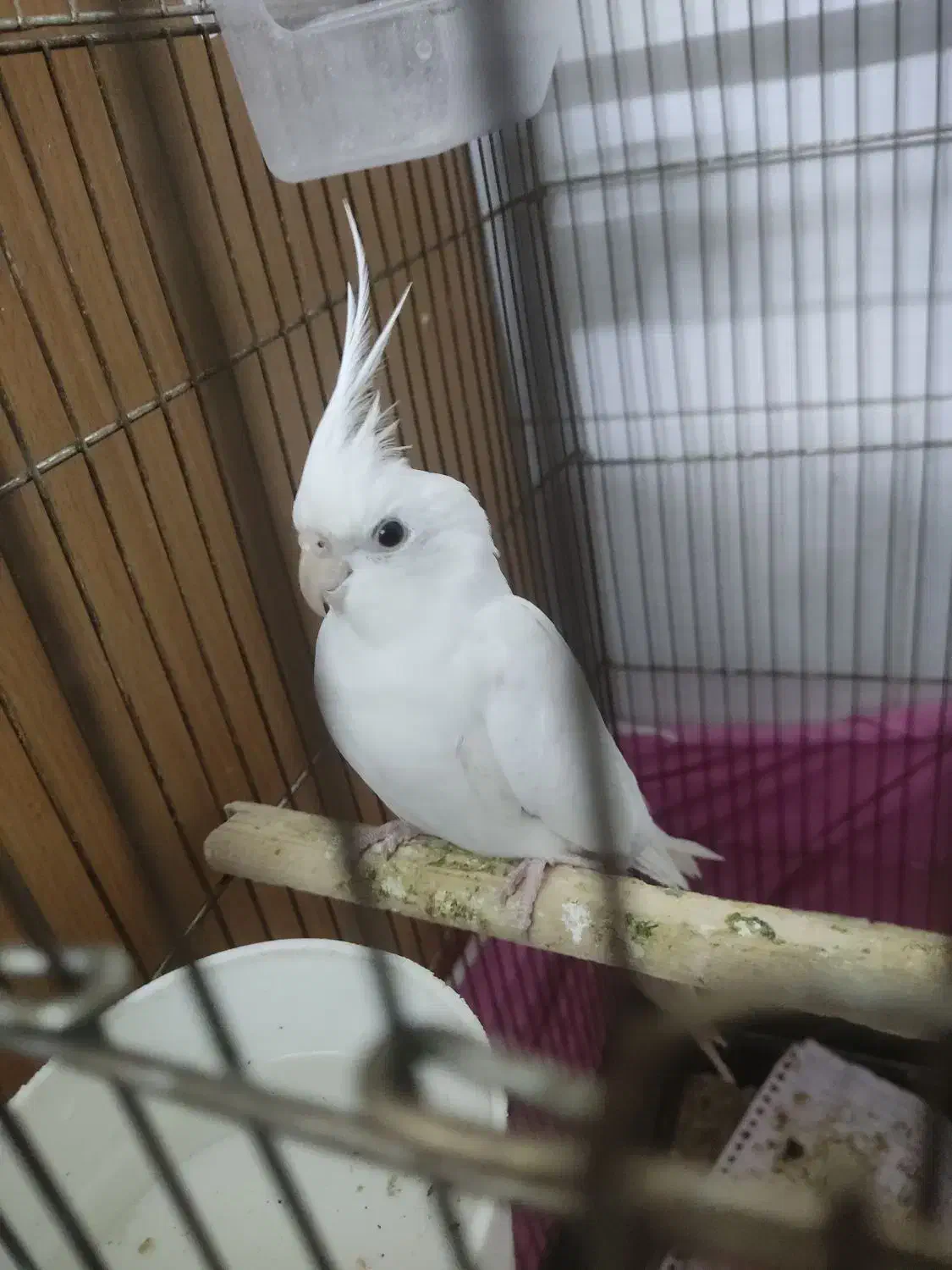 عروس هلندی نر|پرنده|قزوین, |دیوار