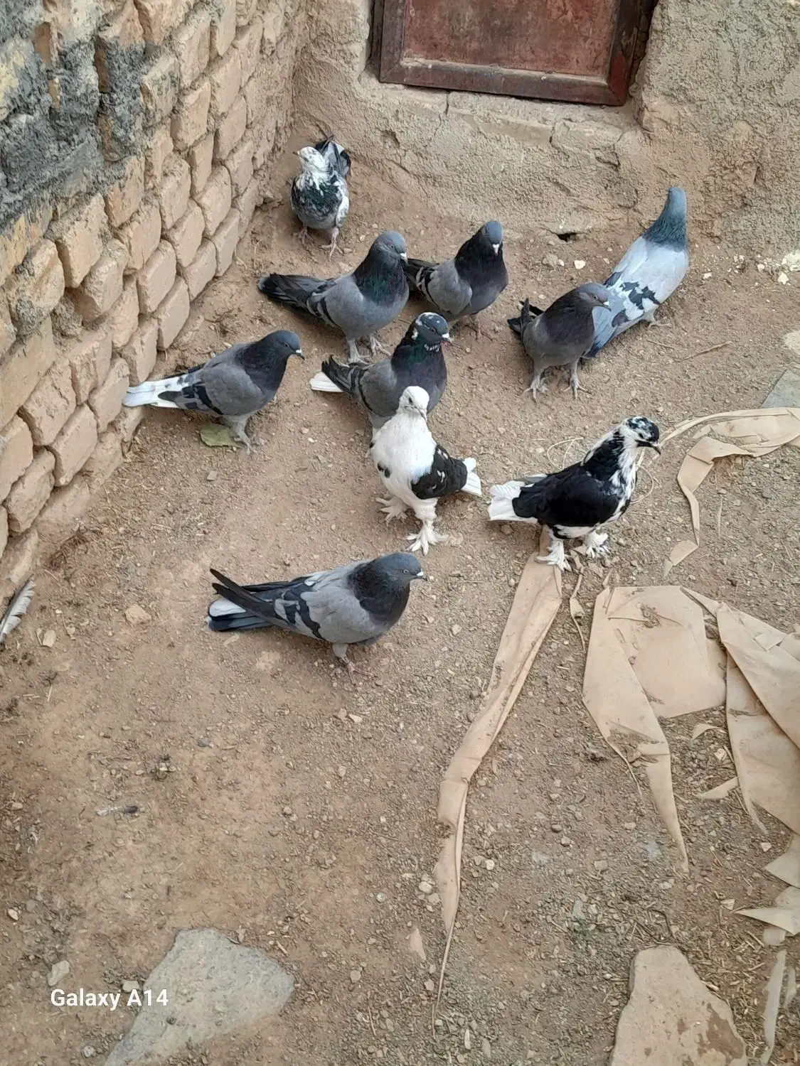 یه بوم کبوتر پور|پرنده|بن, |دیوار