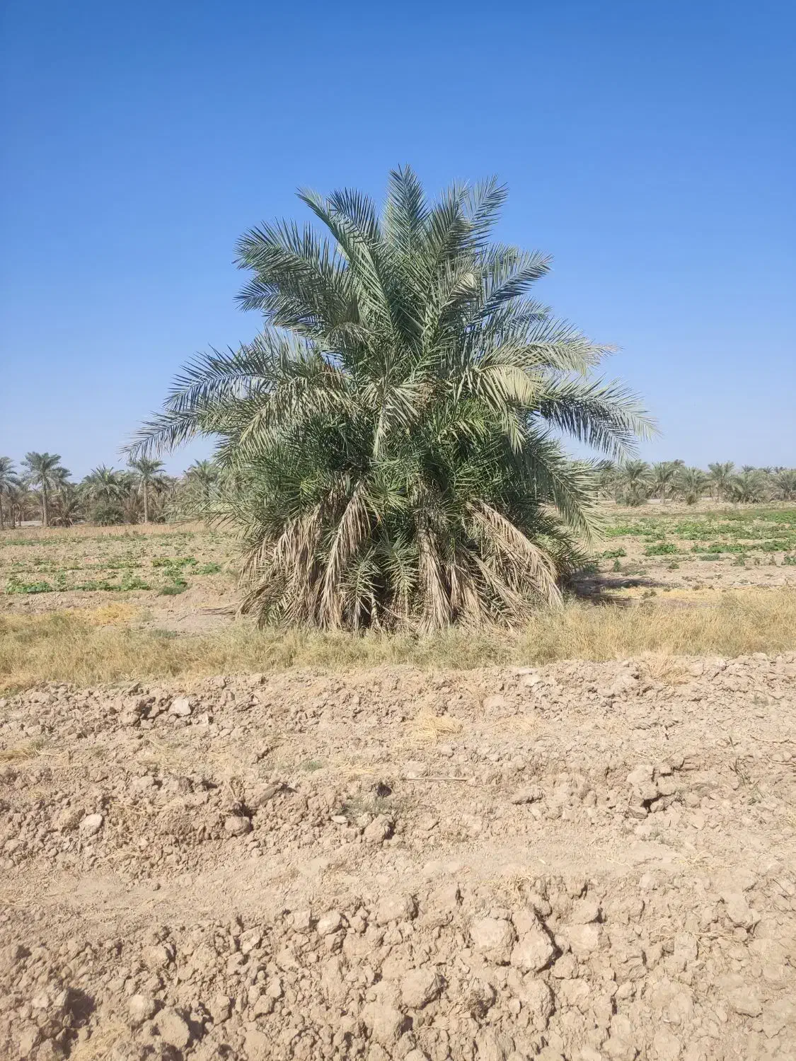 خدمات باغبانی و نخل|خدمات باغبانی و درختکاری|اهواز, بهارستان|دیوار