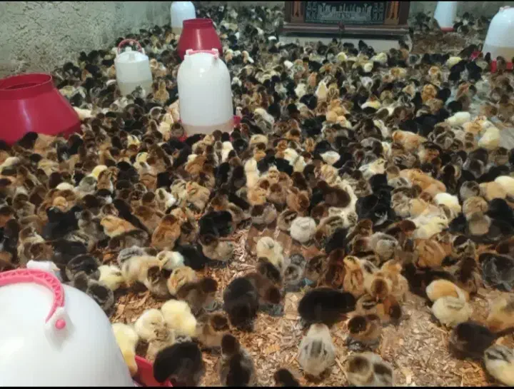 جوجه محلی|حیوانات مزرعه|تهران, انبار نفت|دیوار