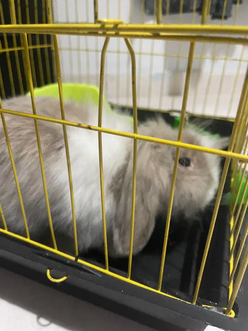 خرگوش لوپ|موش و خرگوش|محمودآباد, |دیوار