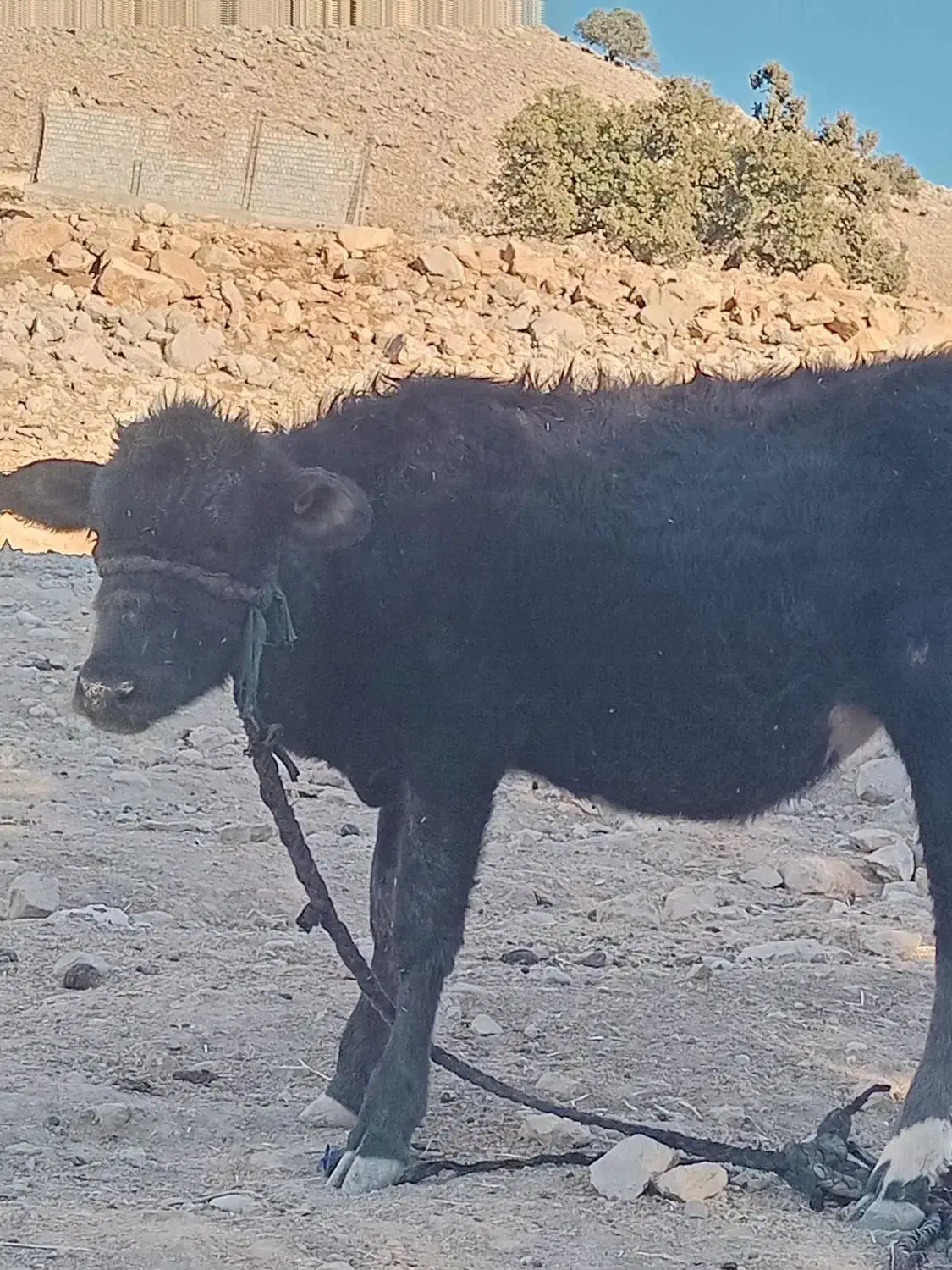 گاو و گوساله|حیوانات مزرعه|مسجد سلیمان, |دیوار