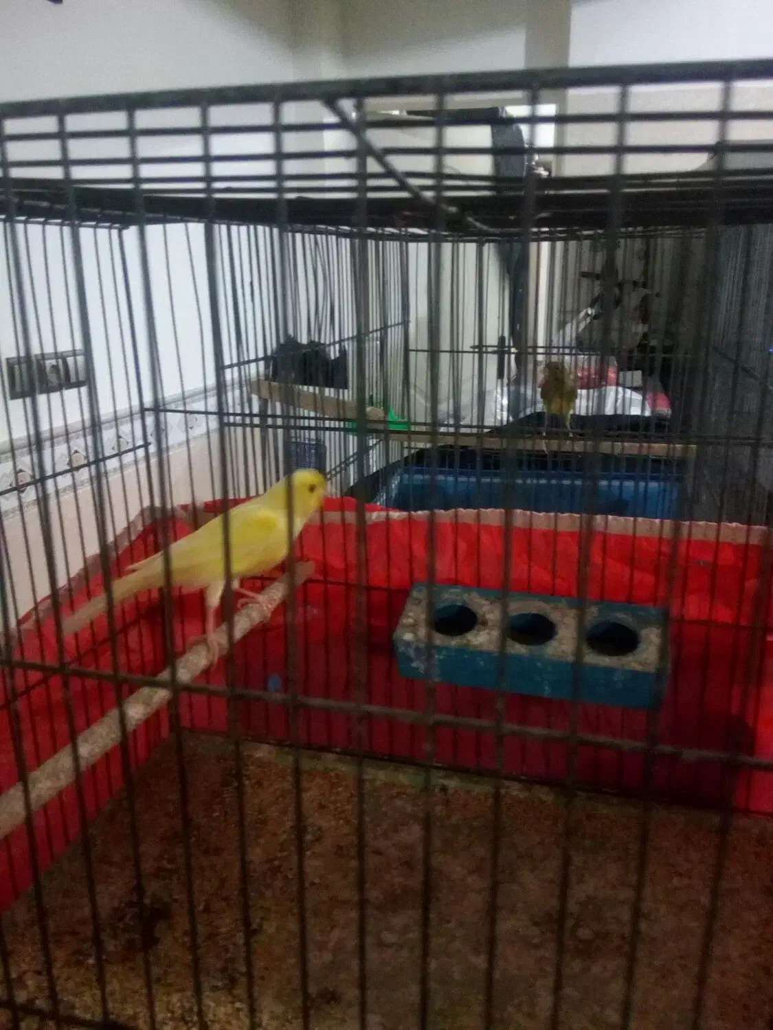 قناری نروماده|پرنده|قنوات, |دیوار