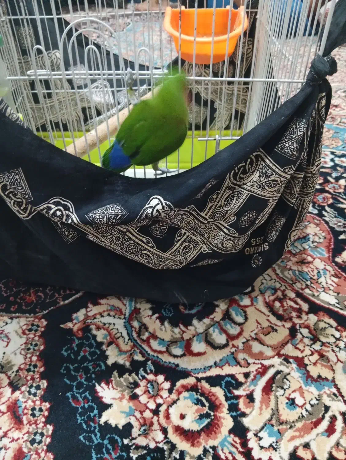 طوطی برزلی|پرنده|مرودشت, زنگی آباد|دیوار