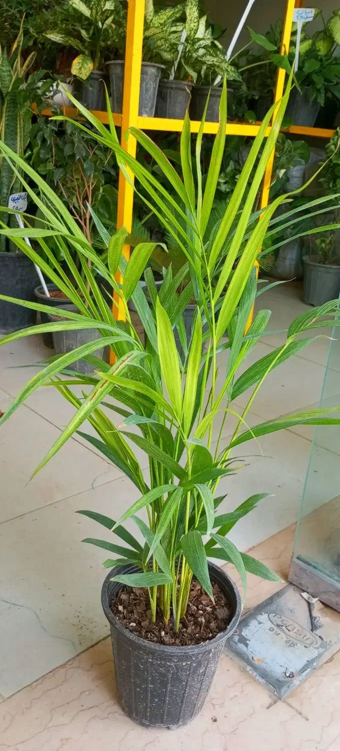 فروش ویژه گل و گیاه آپارتمانی|گل و گیاه طبیعی|طبس, |دیوار