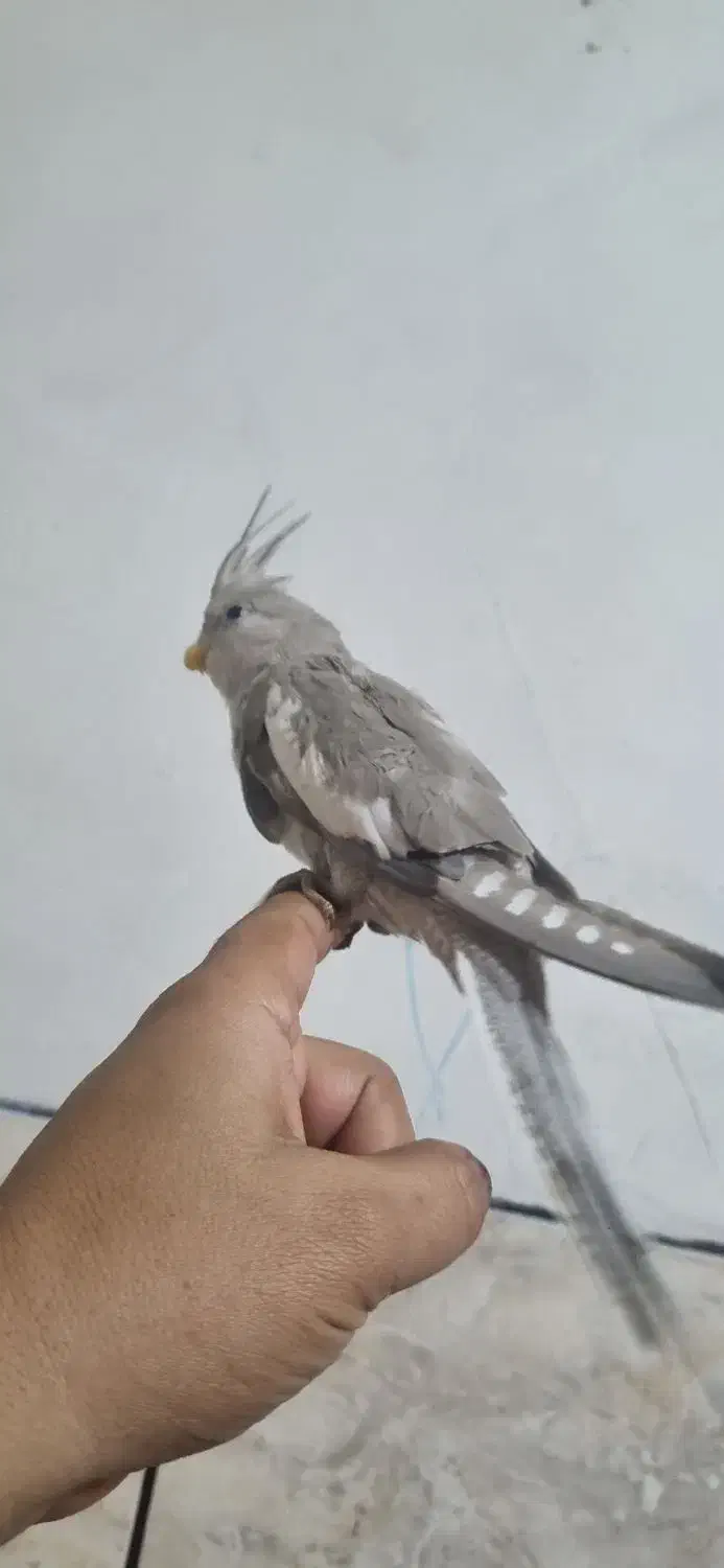 عروس هلندی|پرنده|مرودشت, بیست متری بیمارستان|دیوار