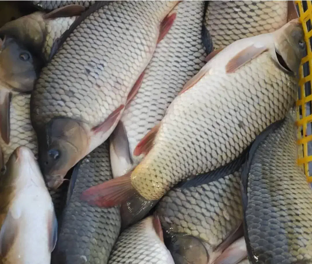 ماهی داریم|ماهی|قم, هفت تیر|دیوار