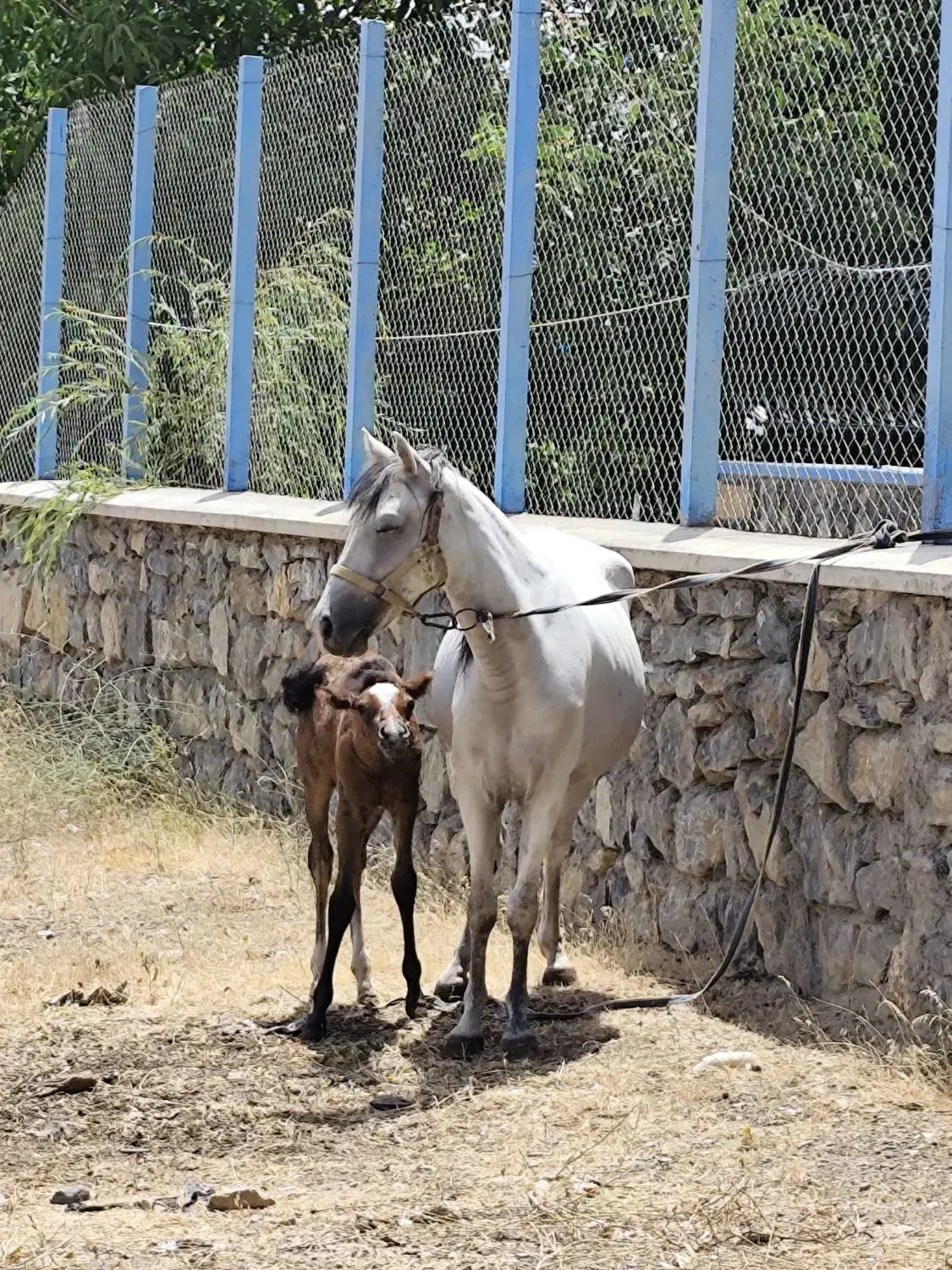 یک اسب و دو مادیون|اسب و تجهیزات اسبسواری|احمدآبادمستوفی, |دیوار