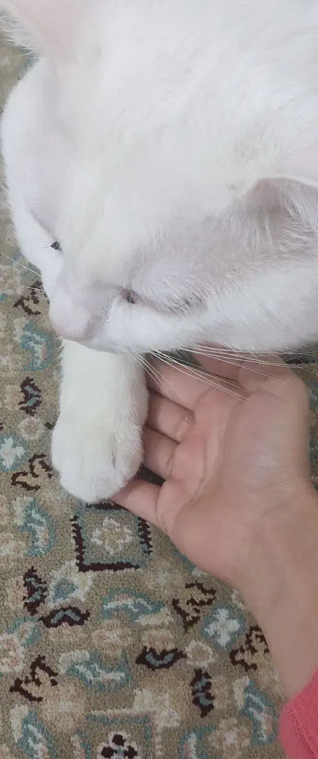 گربه پرشین میکس|گربه|ایلام, |دیوار