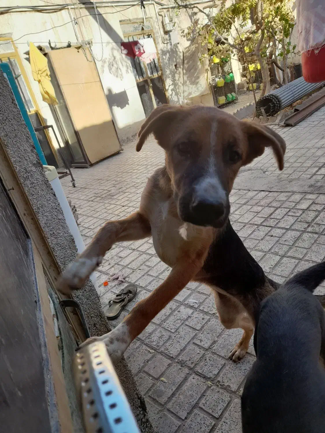 ژرمن|سگ|بیرجند, |دیوار