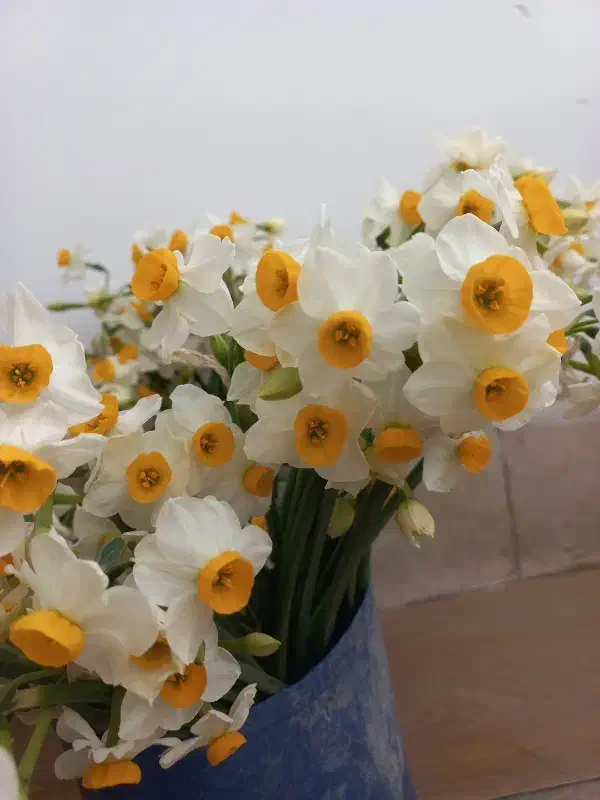 گل نرگس|گل و گیاه طبیعی|فسا, |دیوار