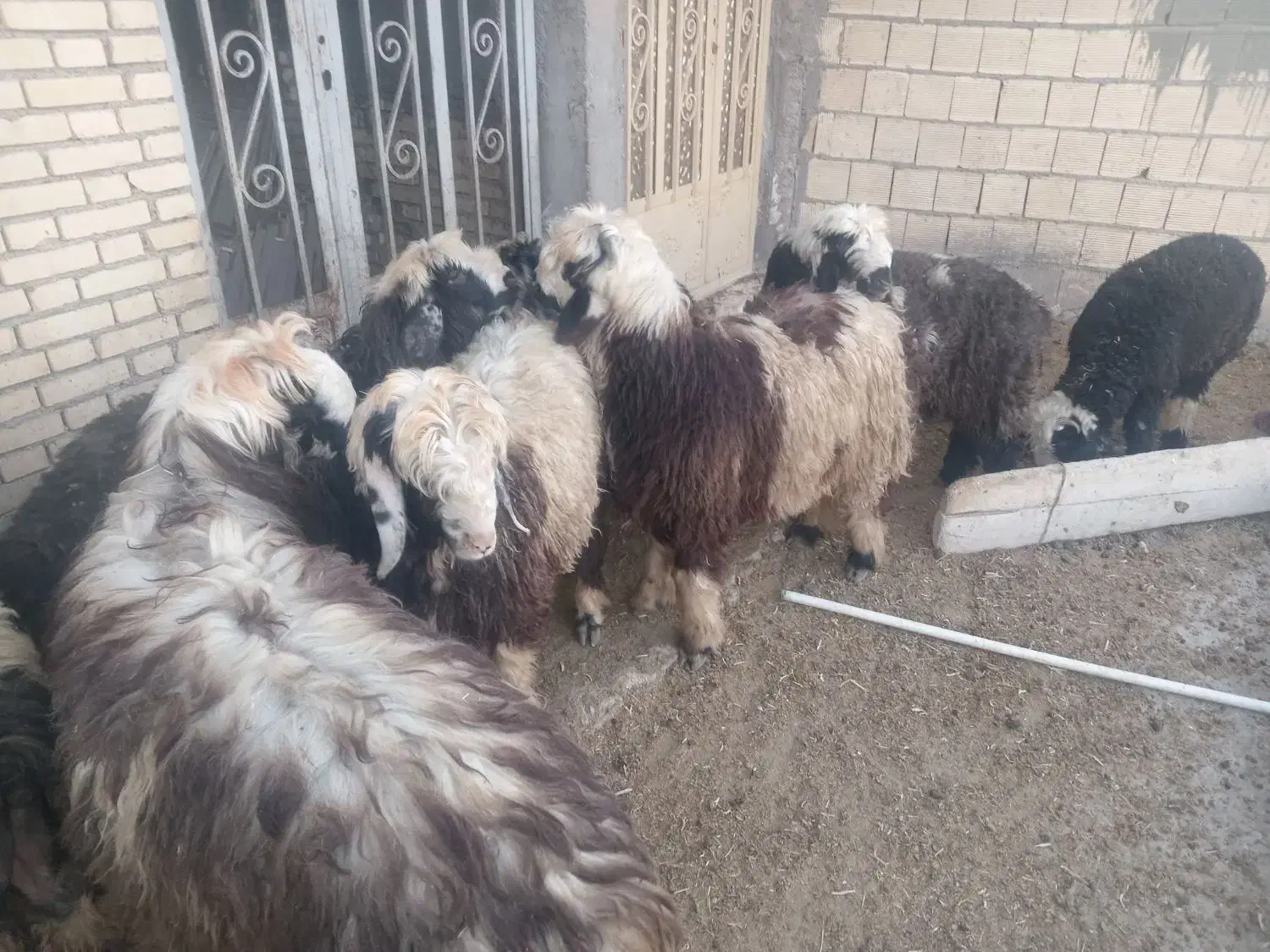 بره نر چاق|حیوانات مزرعه|گتوند, |دیوار