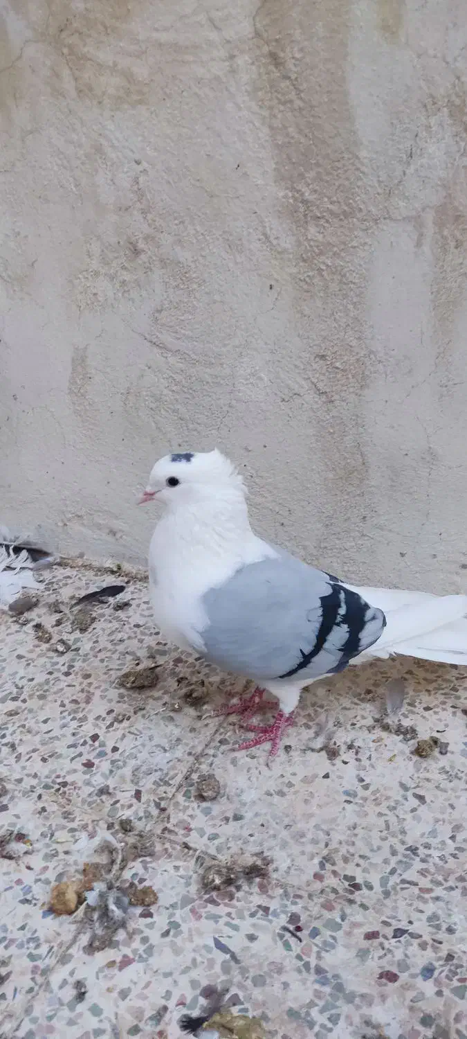 دوتا دوکت یا پشت آبی و کاغذی|پرنده|جم, |دیوار