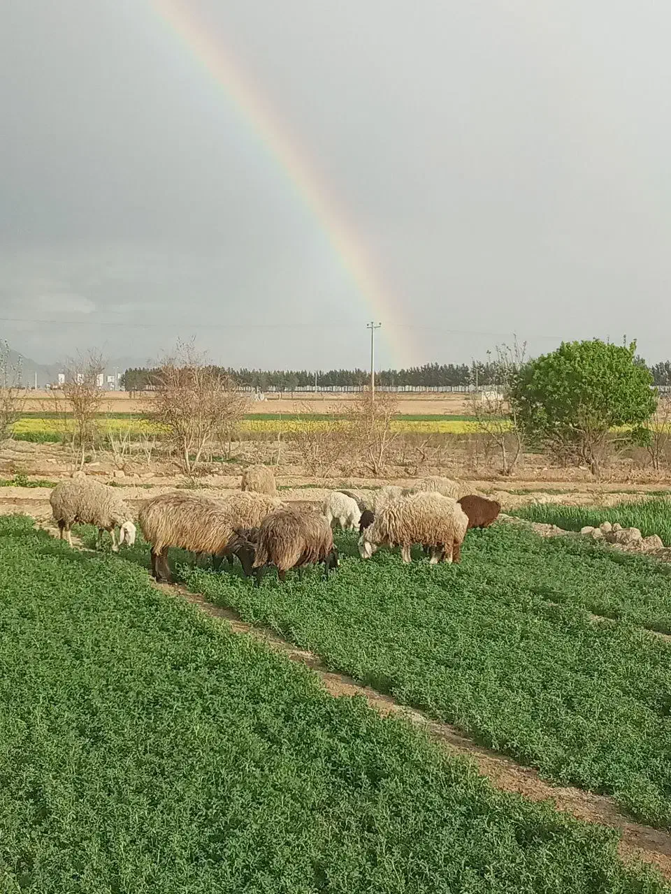 فروش ۲۱عددمیش|حیوانات مزرعه|مبارکه, |دیوار