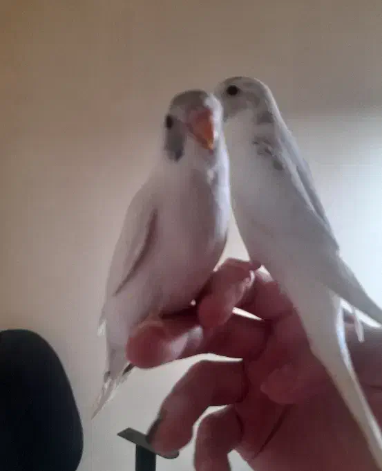 مرغ عشق|پرنده|پردیس, فاز ۱۱|دیوار