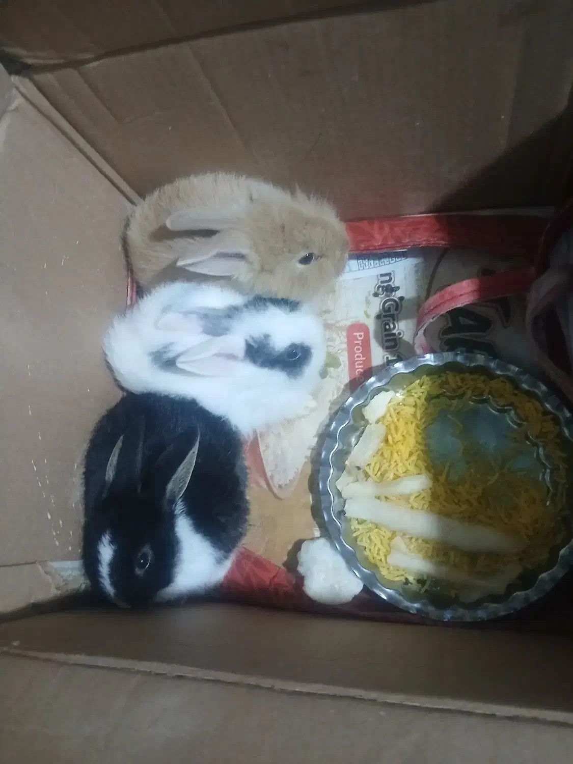 سه عدد خرگوش زرنگ وباهوش بفروش میرسد|موش و خرگوش|سرپل ذهاب, |دیوار