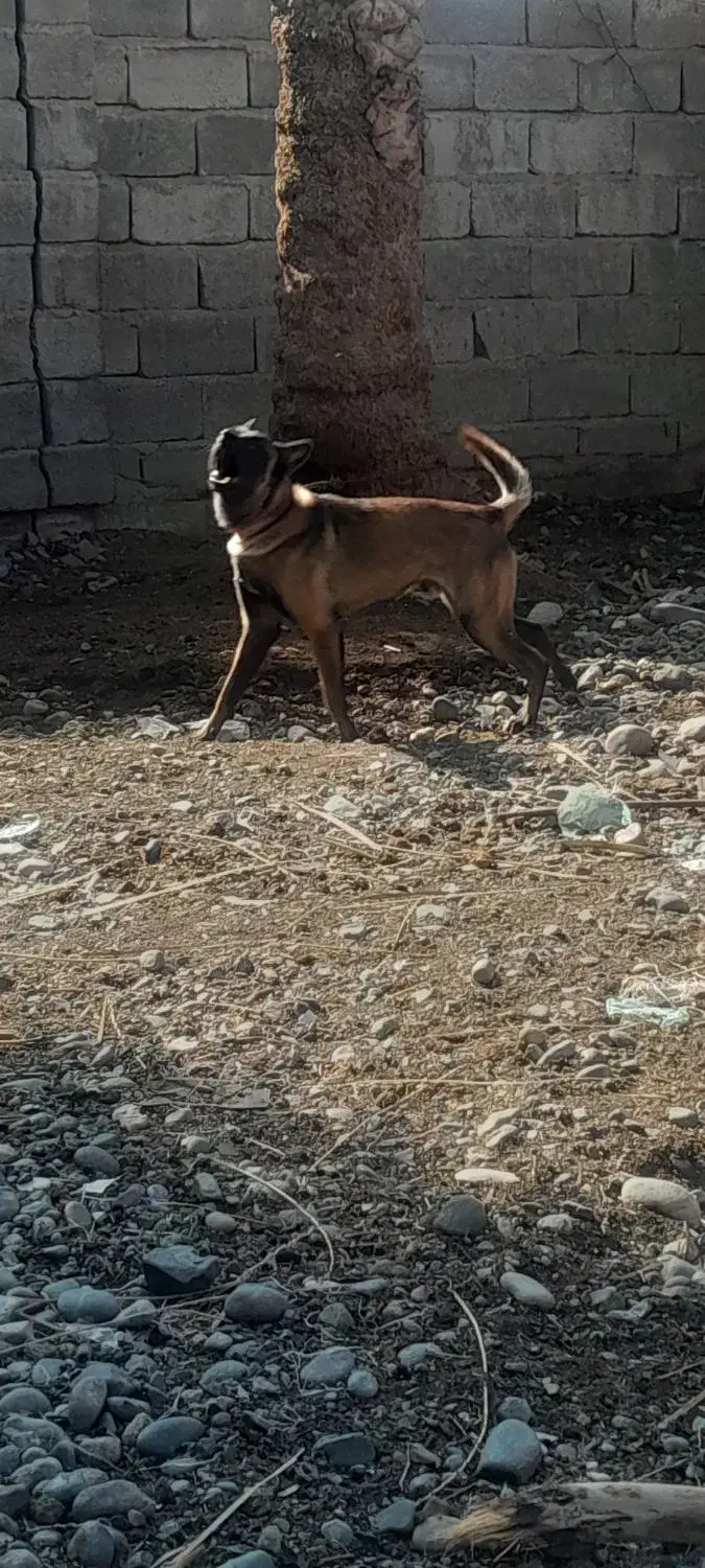 سگ مالینویز گیرنده شناسنامه داره همچی اوکی|سگ|جیرفت, |دیوار