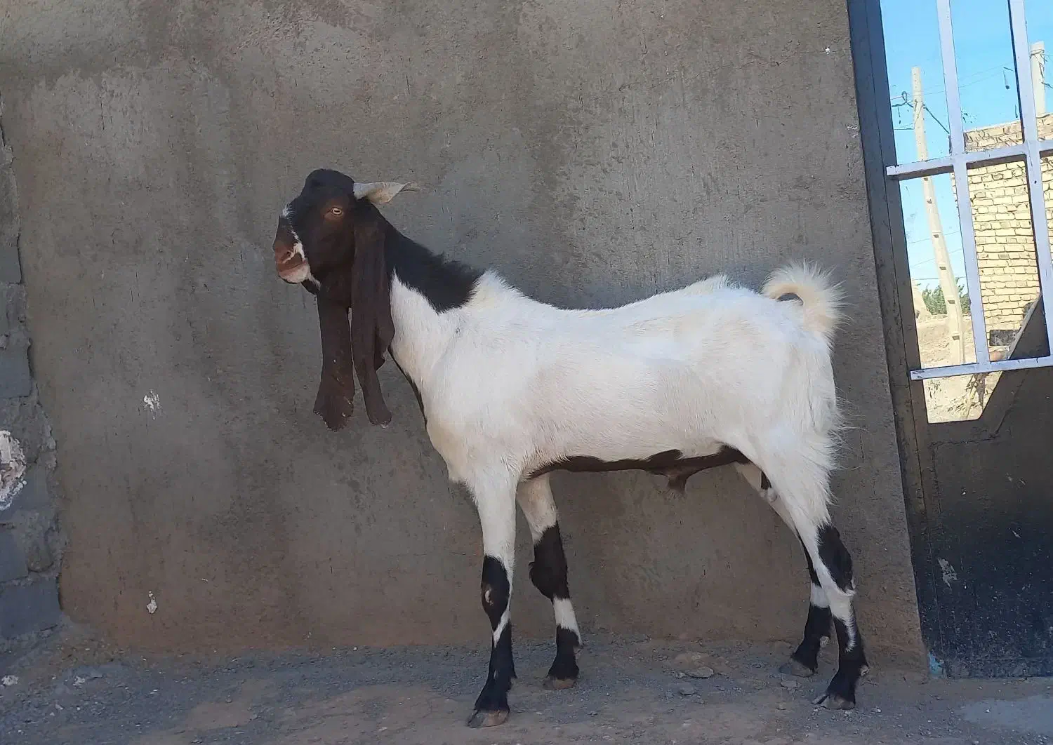 بز نربز جوان یکسال گوش بالای ۵۰ بسیار تیز وشر|حیوانات مزرعه|تربت جام, کاریز نو سفلی|دیوار