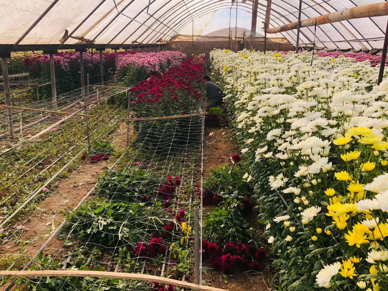 گل داودی تعداد/ در ۴ فصل سال|گل و گیاه طبیعی|پاکدشت, پاکدشت (مامازند)|دیوار