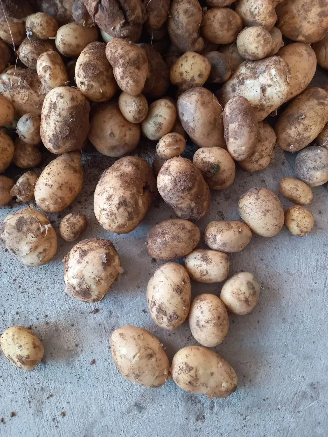 سیب زمینی اکریا|خوردنی و آشامیدنی|قیدار, |دیوار