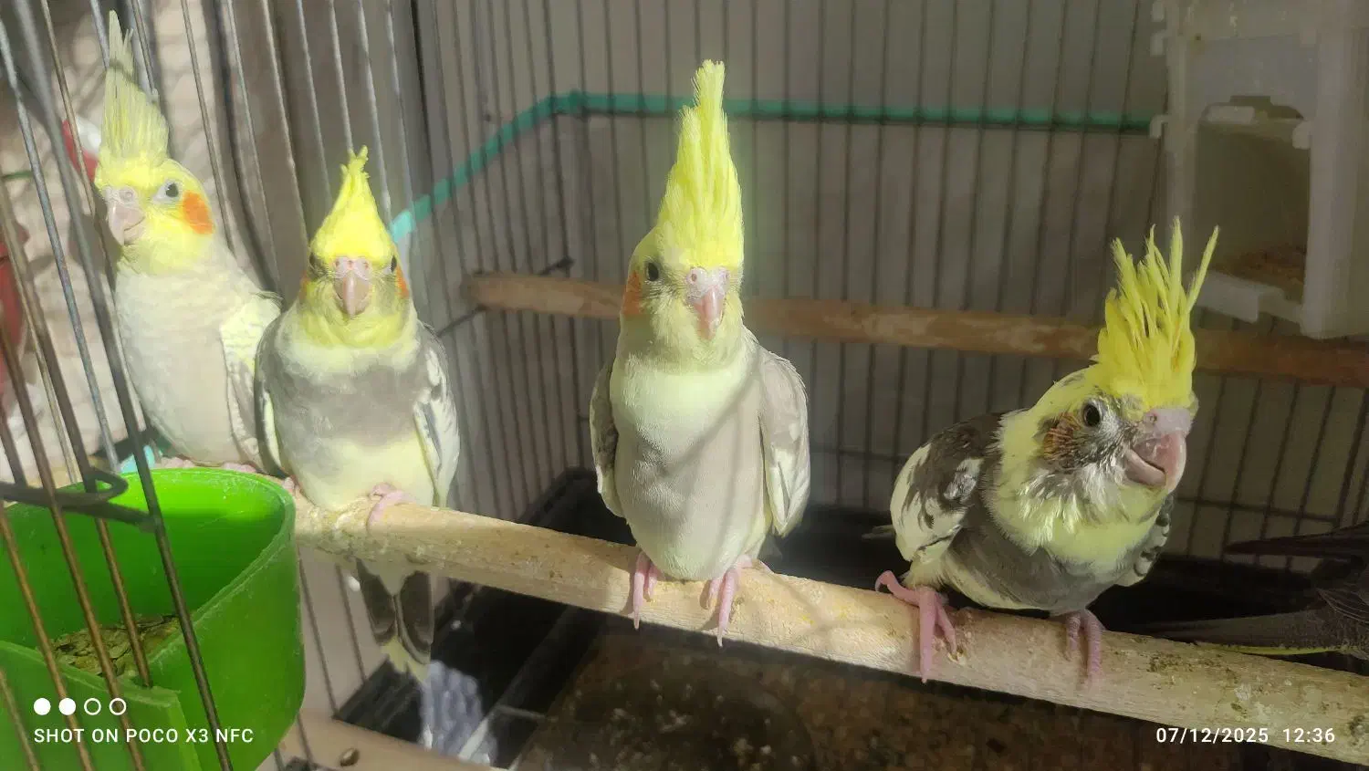 جوجه عروس هلندی ویکی ماده یک ساله|پرنده|خمین, |دیوار