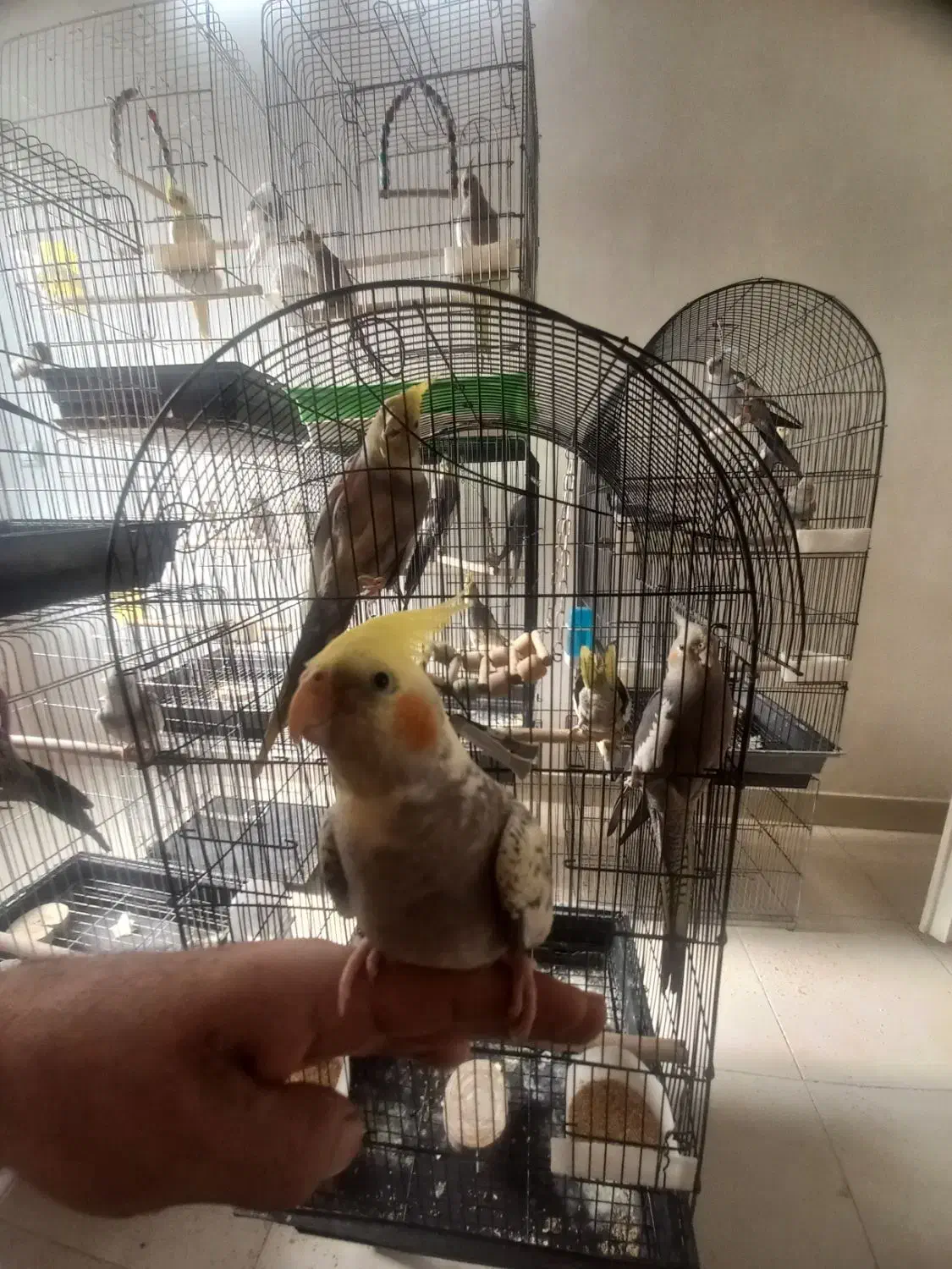 عروس هلندی|پرنده|تهران, مشیریه|دیوار