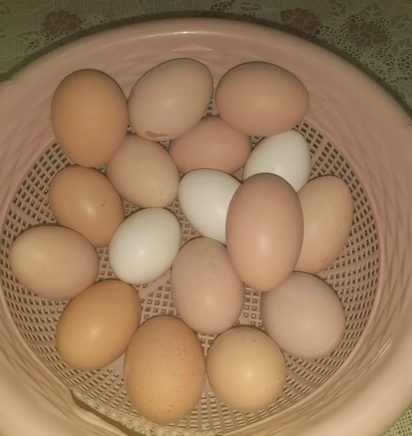 تخممرغ محلی تازه و سالم مستقیم از مرغهای خانگی|خوردنی و آشامیدنی|زنده رود, |دیوار