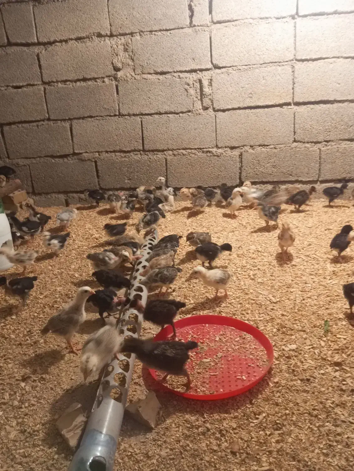 جوجه مرغ گلین گردن لخت سالم سالم واکسن خورده|حیوانات مزرعه|اندیمشک, |دیوار