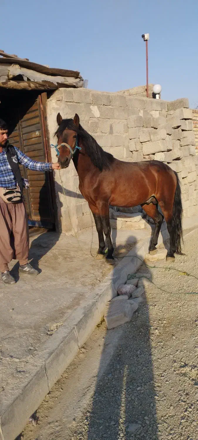 اسب نر|اسب و تجهیزات اسب‌سواری|ارومیه, |دیوار