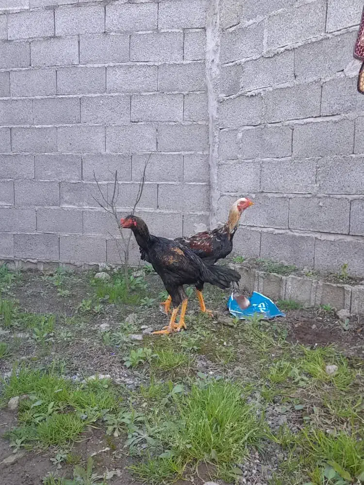 خروس لاری|حیوانات مزرعه|رشت, حومه رشت|دیوار