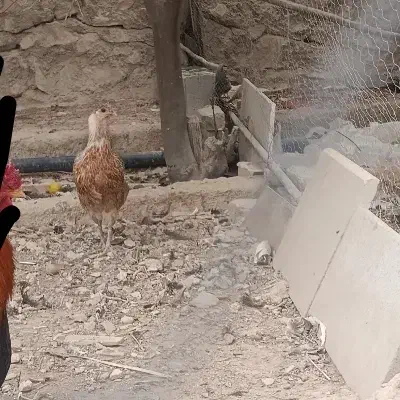 مرغ|حیوانات مزرعه|کازرون, |دیوار