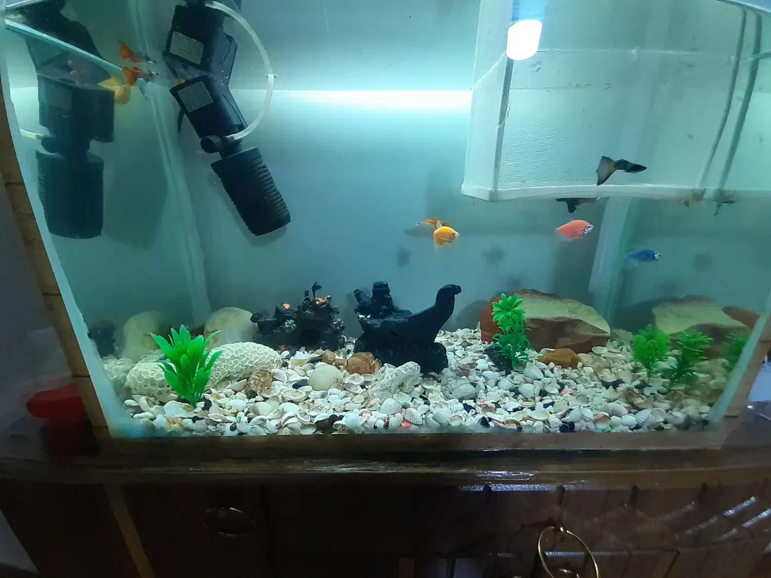 آکواریوم با تمام وسایل و اوکسیژن|ماهی|لولمان, |دیوار