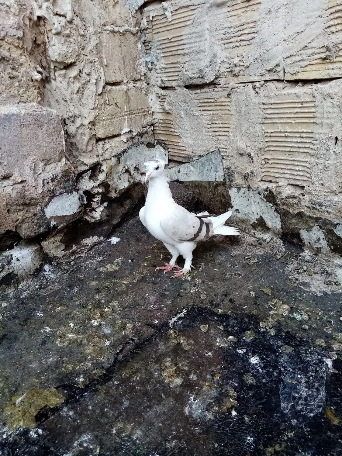 ماد گلی|پرنده|تربتحیدریه, داروپخش|دیوار