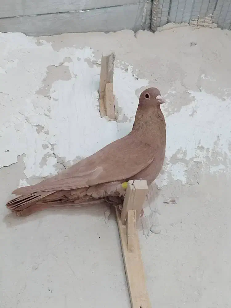 زرد نر|پرنده|رفسنجان, |دیوار