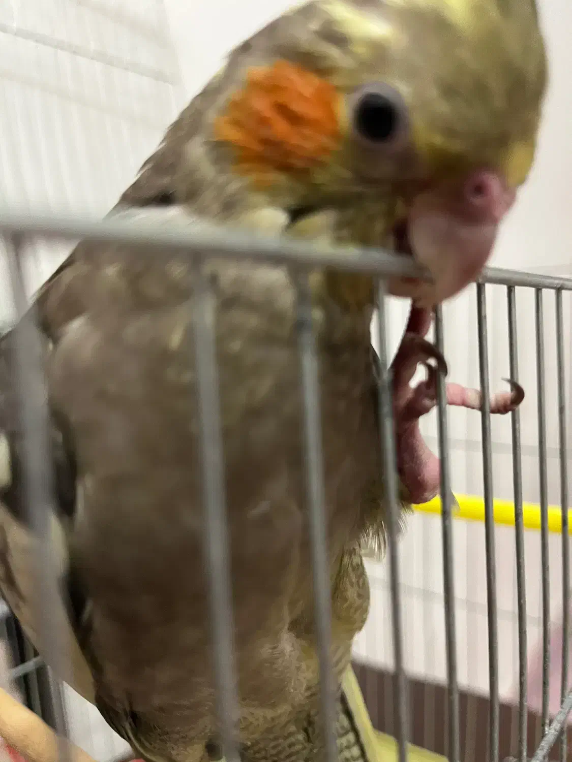 گم شده|حیوانات|بهبهان, |دیوار