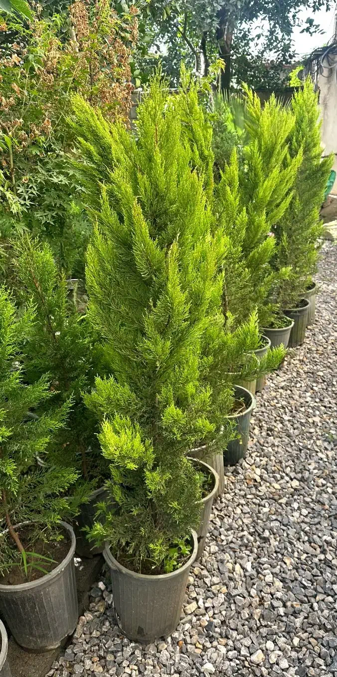 درختچه زینتی کاج لاوسون شمشاد انواع گل باغچه ای|گل و گیاه طبیعی|محمودآباد, |دیوار