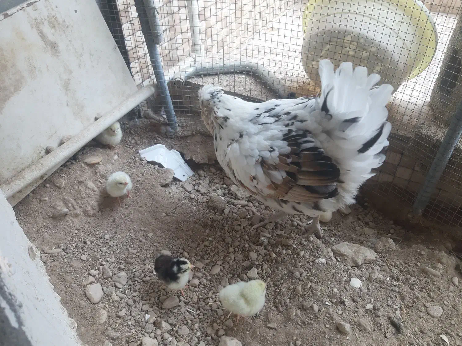 فروش جوجه مرغ گلین|حیوانات مزرعه|سیراف, |دیوار