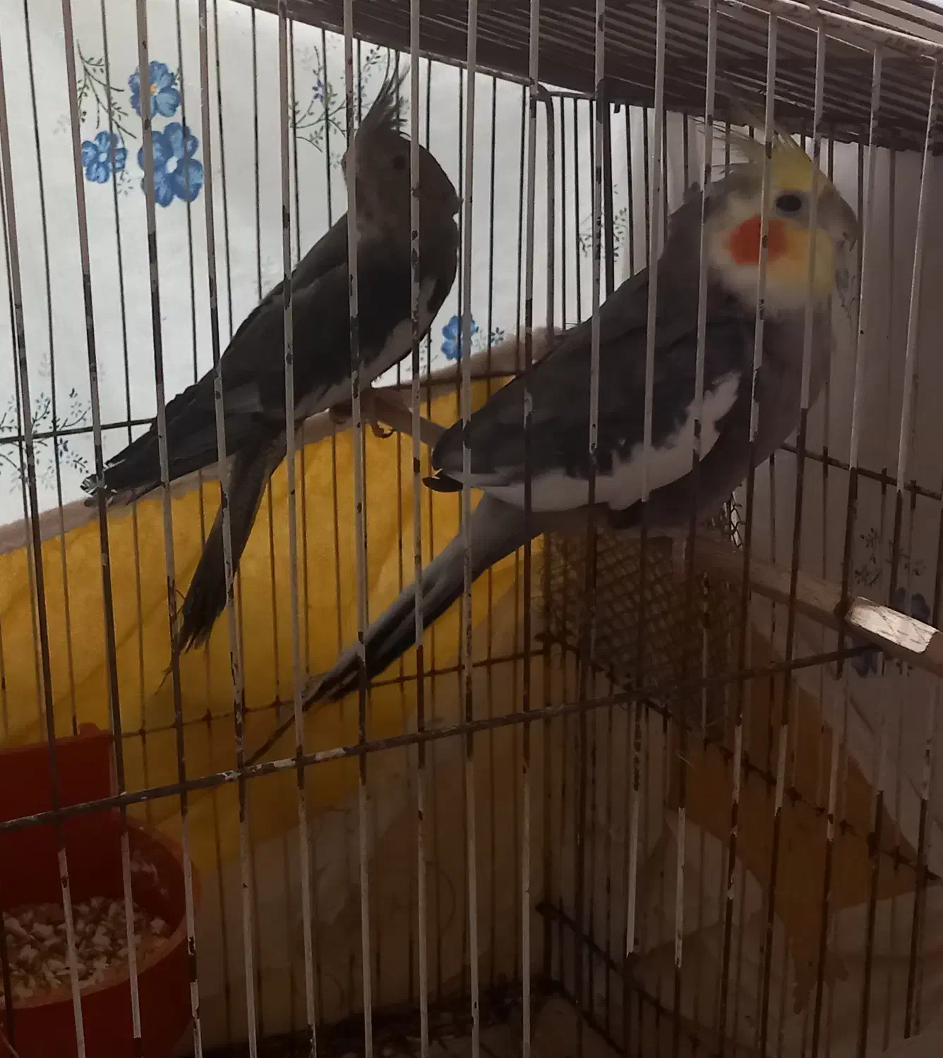 عروس هلندی|پرنده|باوی, |دیوار