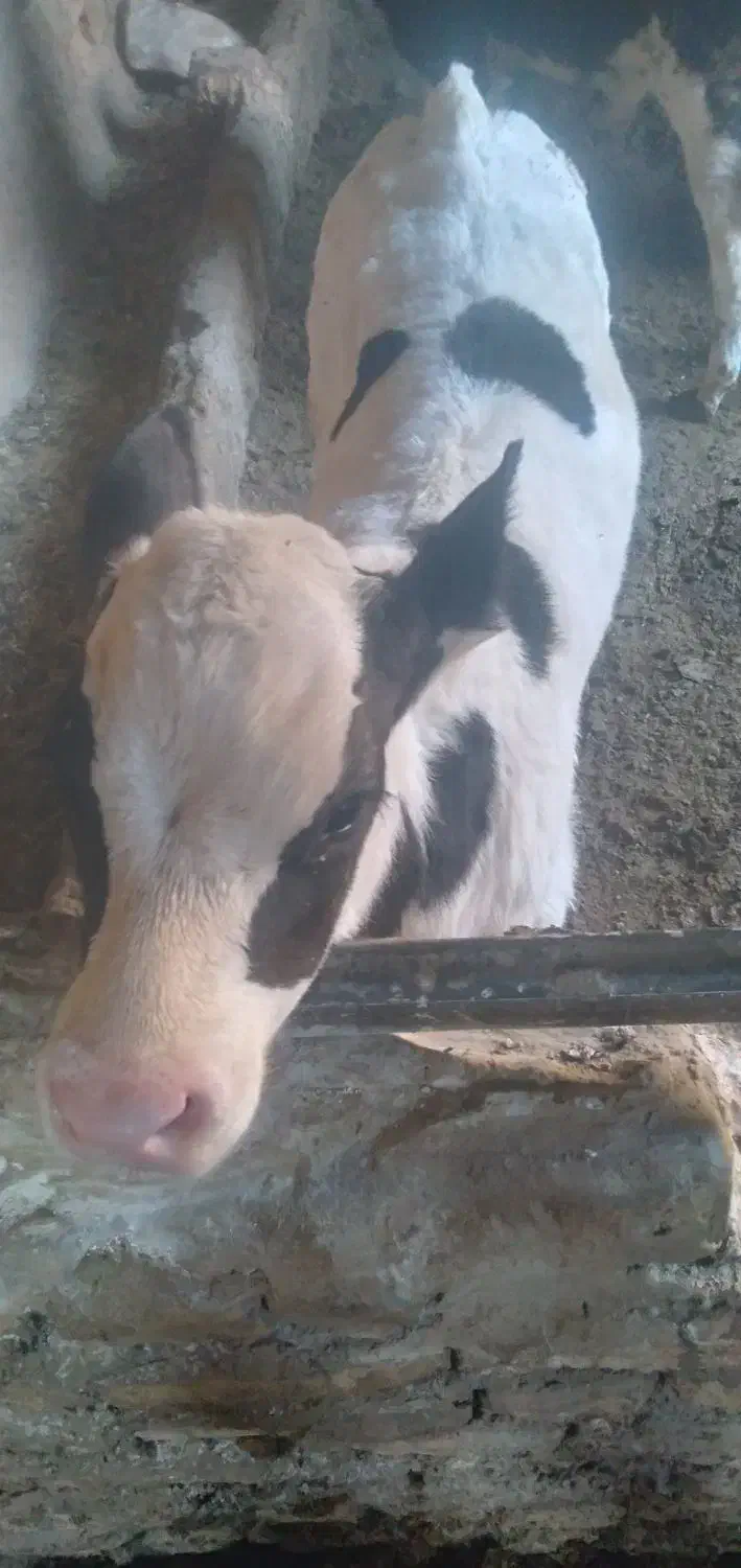 گاو وگوساله نر|حیوانات مزرعه|قنوات, |دیوار