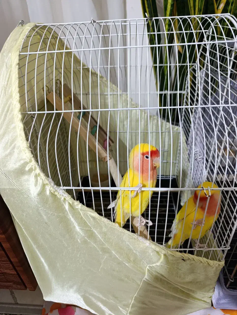 طوطی برزیلی جفت بالغ|پرنده|شهریار, شهرک وائین|دیوار